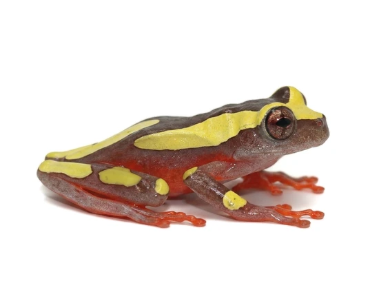 Clown Tree Frog [Dendropsophus Leucophyllatus] Other Tree Frog by ...