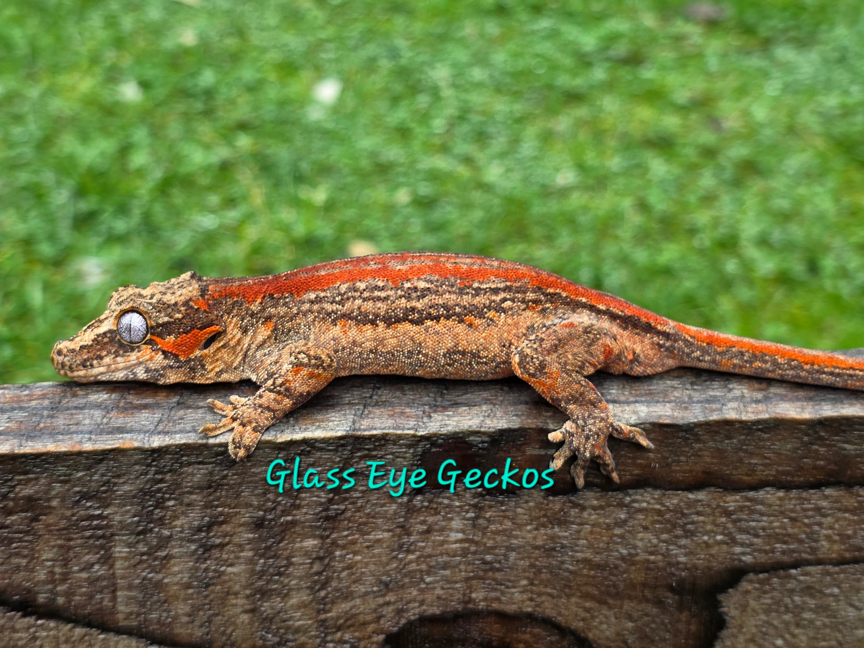 Red Stripe With Base Color Gargoyle Geckos by Glass Eye Geckos