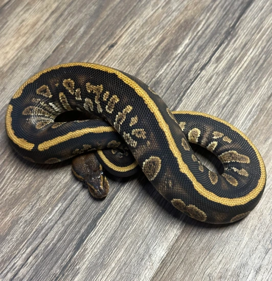 STRANGER YB H-clown Ball Python by JBRoyals