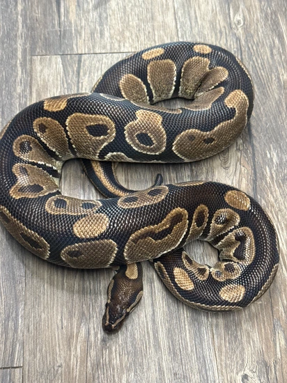 CB African Import Ball Python by JBRoyals