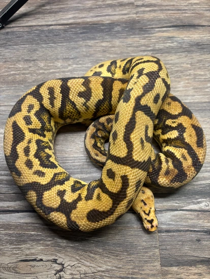 Pastel Acid Spotnose YB Clown Ball Python by JBRoyals