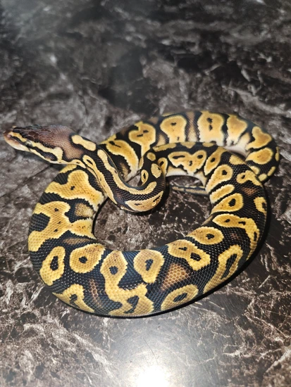 Pastel Gypsy Ball Python by BakerVerse Creations
