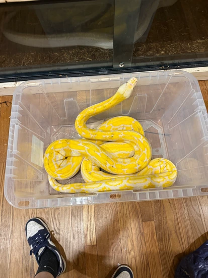 Lavender Tiger Het Pied Paradox Reticulated Python by BOC