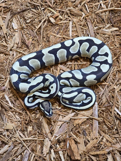 Desert Ghost Het Piebald Ball Python by JCC Reptiles