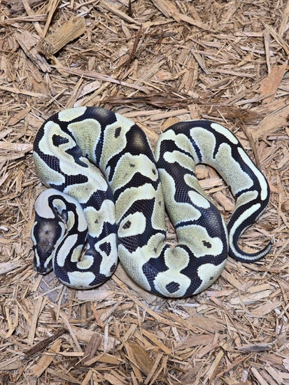 Desert Ghost Het Piebald Ball Python by JCC Reptiles