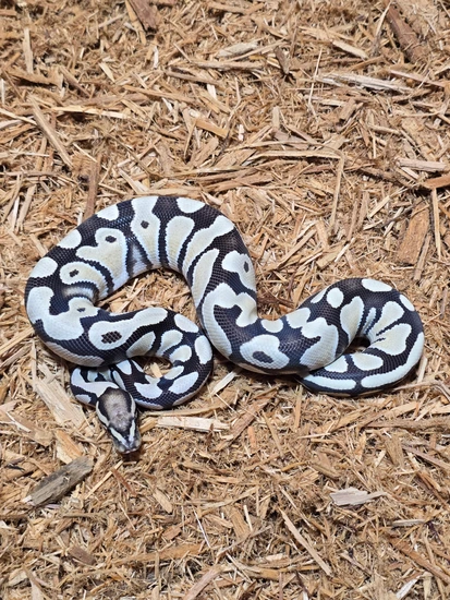 OD DG Ball Python by JCC Reptiles