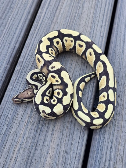 YB DG Ball Python by JCC Reptiles