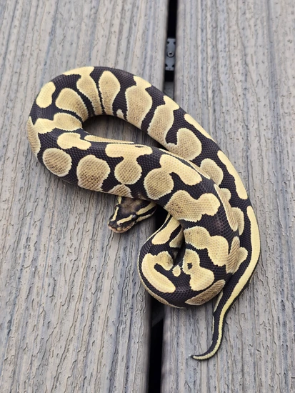 Desert Ghost Het Piebald Ball Python by JCC Reptiles