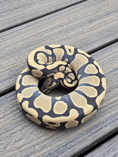 Desert Ghost Het Piebald Ball Python by JCC Reptiles
