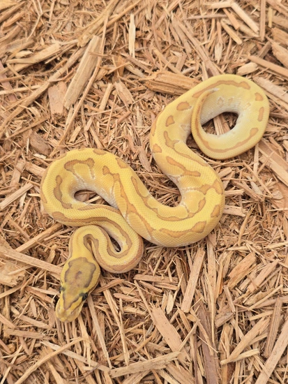 Hypo Butter Enchi Pinstripe Ball Python by JCC Reptiles