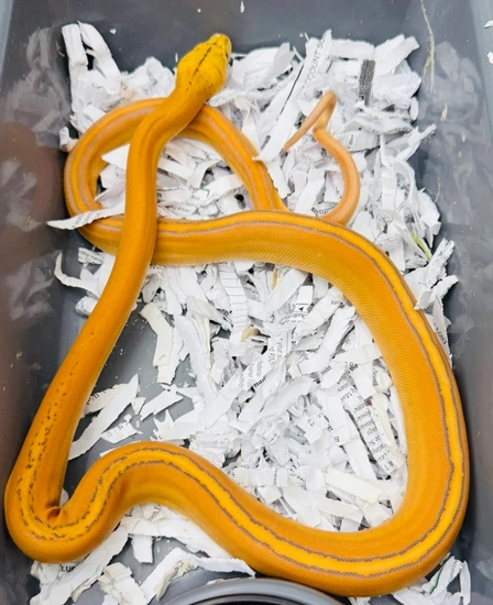 Purple Gc Sunfire 50% Hogs Poss Super Sun Reticulated Python by JC Reptiles