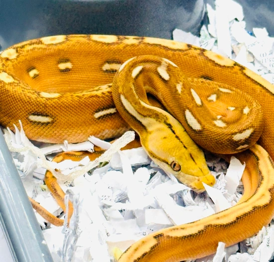 Sunfire OGS Het Purple Reticulated Python by JC Reptiles