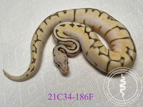 Pastel Calico Spider Ball Python Super Pastel OD Calico Spider 66% Het Clown Ball Python by John ...