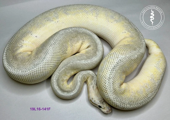 Silver Morph Python's Silver Streak Queenbee Ball Python by John Chausmer Reptiles