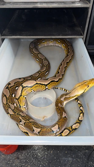 Normal Triple Het Reticulated Python by Modified reptiles