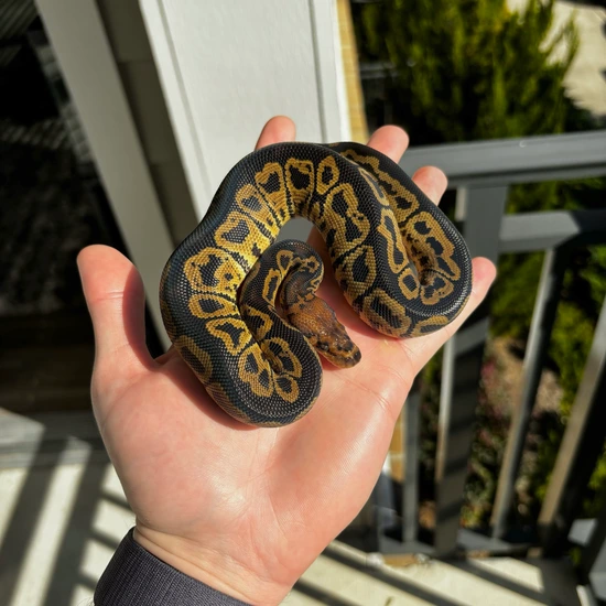 Grim Reaper Clown - Breeder Ready Ball Python by Averted Vision Reptiles