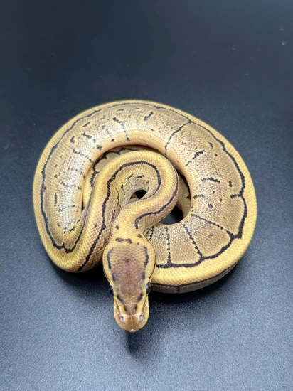 Firing Pin Het Axanthic (VPI) Ball Python by Beauty and the Balls