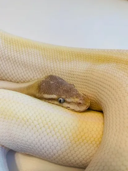 Ball Python Spider Female 2017 Super Mojave Pos Mystic Spider Female Ball Python by Fox Pythons