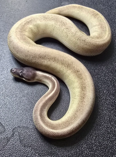 Blackhead Huffman Ball Python Super Huffman Mojave Blackhead Het Hypo Ball Python by JDH Reptiles