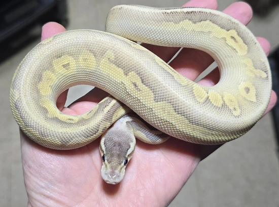 Coralglow Pastel Lesser Cinnamon Het Sunset Pos Cinder Ball Python by ...