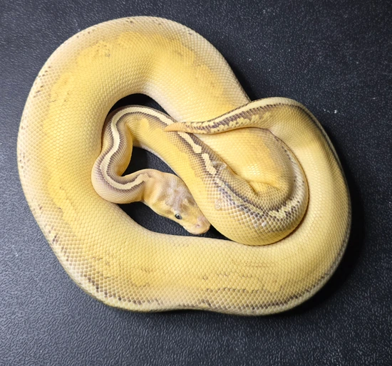 Super Pastel Lesser Yellowbelly White Lace Pos Cinder Ball Python by ...