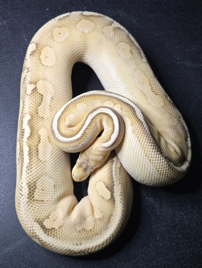 Super Pastel Lesser Lace Cinder Ball Python by JDH Reptiles
