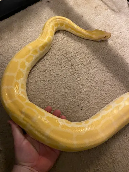 Pearl Burmese Python by Josh Dustin’s kings, milks, and rosys