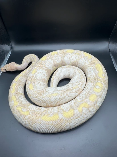 Super Banana Black Pastel Ball Python by ESLA Exotics