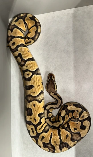 Python Daytona Free Delivery To NRBC DAYTONA Super Pastel Het Clown Ball Python by ...