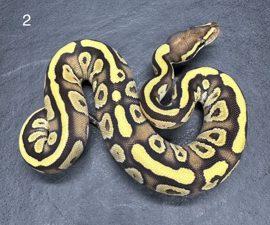 2 Snake Auction Tons Of Genetic Outcomes READ DESCRIPTION Ball Python ...