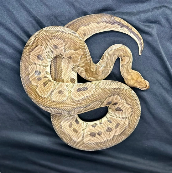 Clown Proven Male Ball Python by Kiss Konstrictors