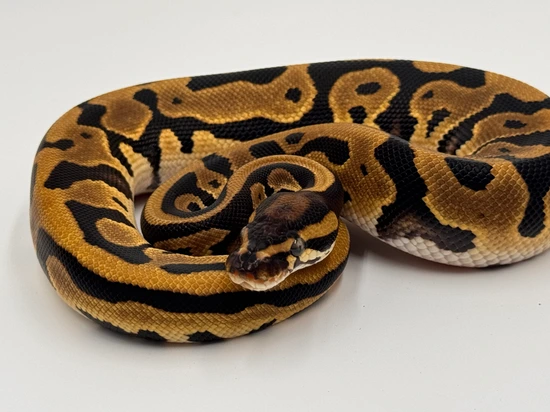 2025 0.1 Leopard OD DH Hypo Pied Ball Python by Cigar City Exotics
