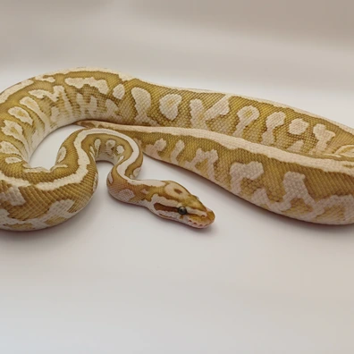 Fire Butter Spotnose Leopard 100% Het Clown Ball Python - male for sale from MJ DragonLace