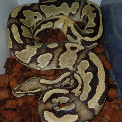 Enchi Fire/Lucifer Het Pied Ball Python - female for sale from MJ DragonLace