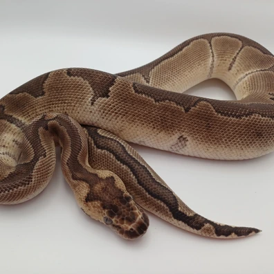 2024 1.0 Enchi Redstripe Clown Ball Python - male for sale from MJ DragonLace