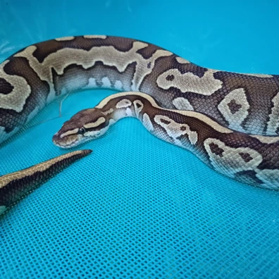 2022 0.1 Leopard Lesser Harlequin Het Clown Ball Python - female for sale from MJ DragonLace