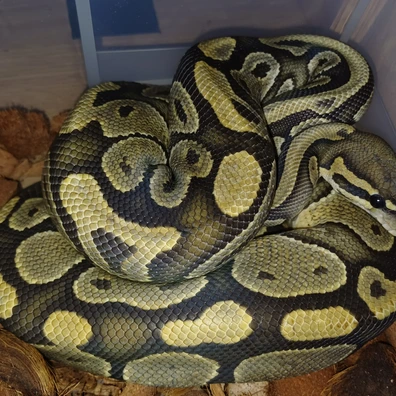 2023 1.0 Hypo Het Pied Ball Python - male for sale from MJ DragonLace
