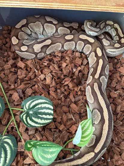 Lesser PB Ball Python by All Balled Up