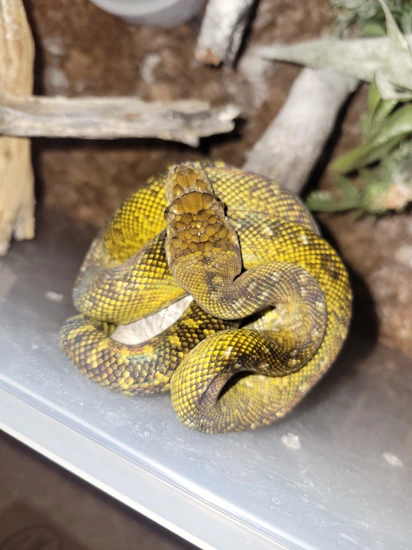 Moluccan Pythons Scrub Python by Elleman Family Reptiles