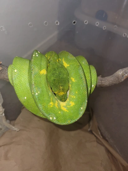 Green Python Blep Biak Green Tree Python by Elleman Family Reptiles