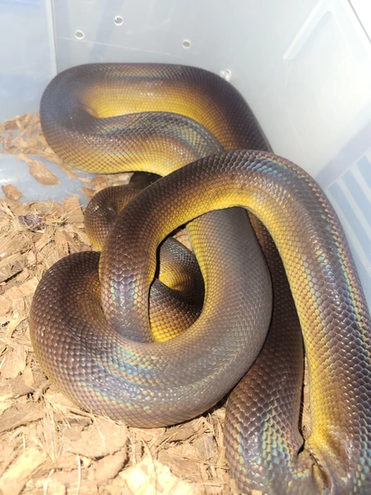 Northern Whitelipped Python White-Lipped Python by Elleman Family Reptiles