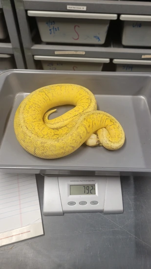 Super Pastel Calico Pinstripe Acid Possible Yellow Belly Ball Python by ...