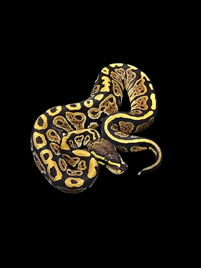 Grim Ball Python by JerseyBallz