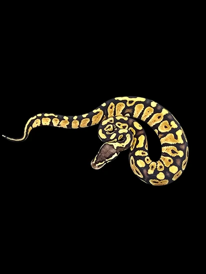 Pastel Grim Ball Python by JerseyBallz