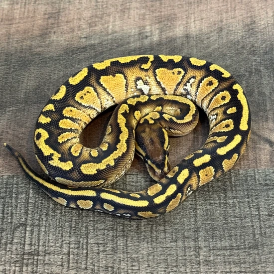 OD YB Paint Ball Python by Serpent House