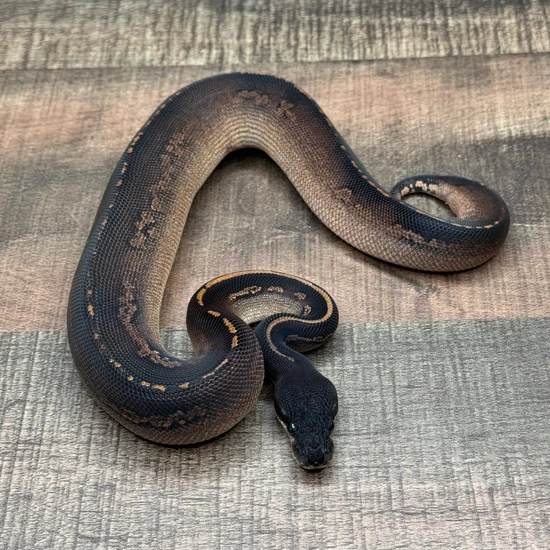 Super Black Head Black Pastel Het Black Axanthic 66% Hypo 50% Pied Ball ...