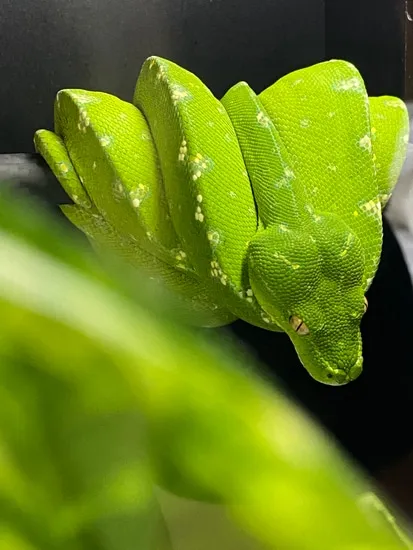 Cyclops Type Green Tree Python by Basinology