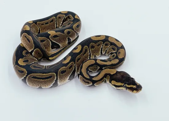 Normal Ball Python by Cutting Edge Ball Pythons