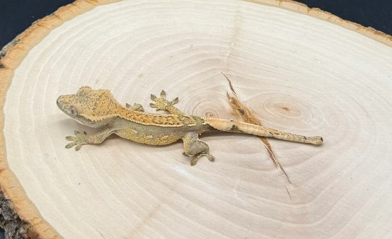 NO RESERVE ⭐️ 3-pack Unrelated Crested Geckos by Burning Bush Reptiles