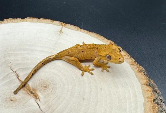 Dalmatian Crested Gecko by Burning Bush Reptiles
